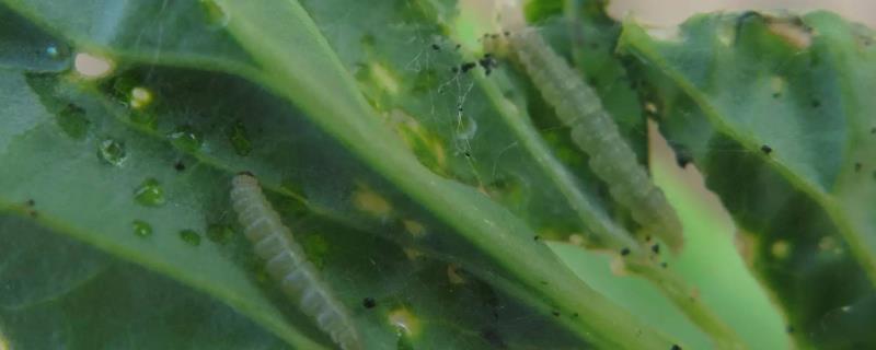 怎么防治蔬菜小菜蛾，虫害重发区要和瓜类、 豆类进行轮作