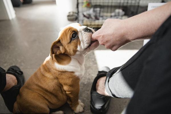 狗狗喜欢咬主人的手脚是怎么回事，可能是处于换牙期间