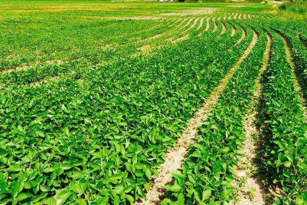 确定大豆播种密度的因素，品种、肥水条件和种植季节都与之有关