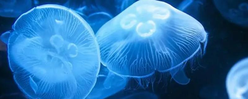 水母是腔肠动物吗，属于腔肠动物