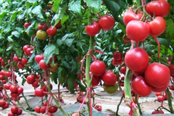 冬季种番茄如何补钙肥，基肥每亩施80-100公斤