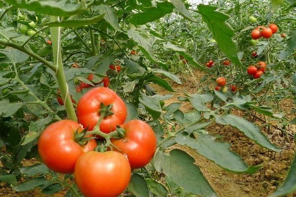 冬季种番茄如何补钙肥，基肥每亩施80-100公斤