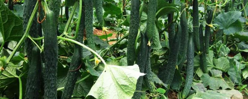 黄瓜种子如何快速发芽，汤浸种法或药剂法都可以