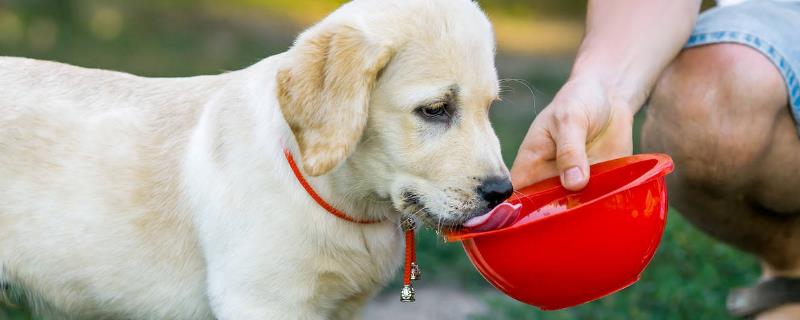 狗狗不喝水怎么回事，水质不好、水有异味或生病了都会导致