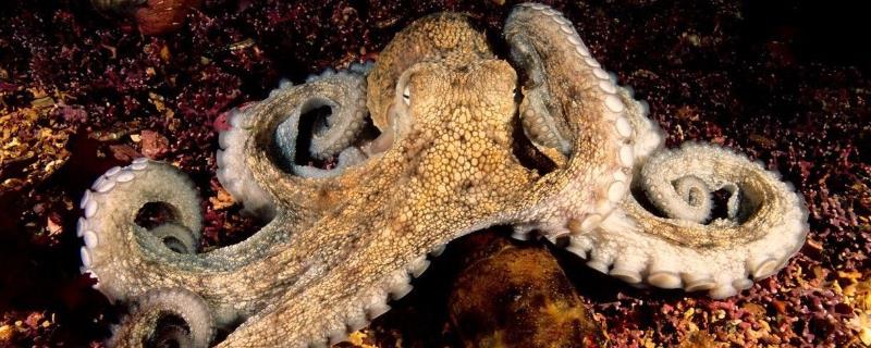章鱼可以长到多大，主要受到自身品种的影响