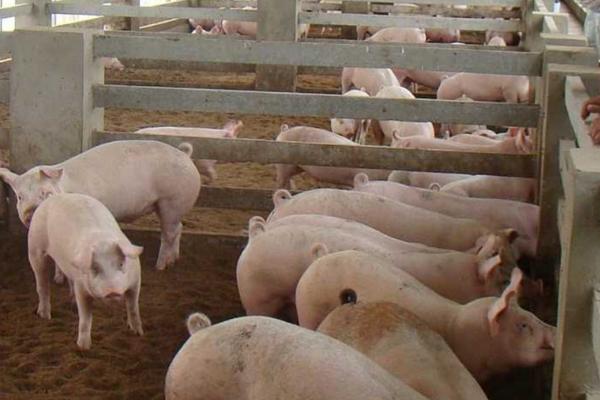 母猪怎么管理，需提供充足的营养、避免饲喂发霉饲料