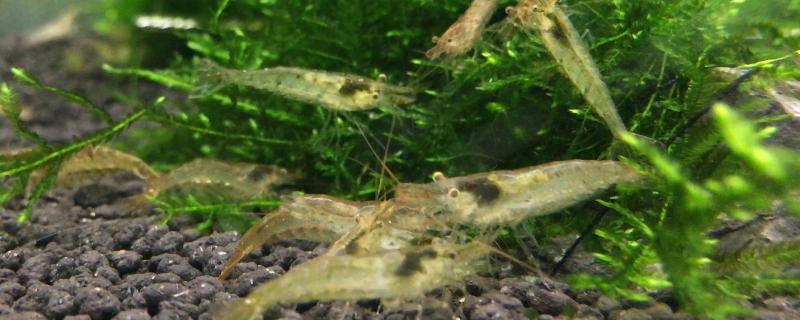 黑壳虾什么时候繁殖，水温合适就可繁殖