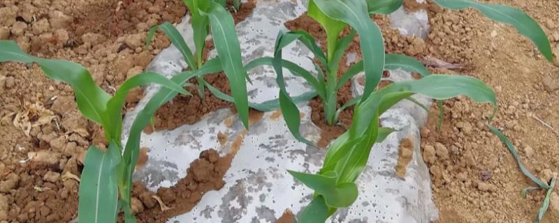 玉米苗期根腐病怎么用钾肥防治，可根据病株率用氯化钾兑水灌根