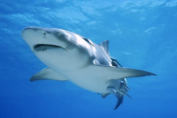 鲨鱼的牙齿尖不尖，牙齿非常尖利、边缘呈锯齿状