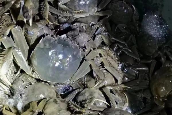 盘锦河蟹怎么储存，活蟹和熟蟹的储存方法不同
