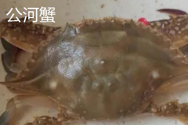 盘锦河蟹怎么储存，活蟹和熟蟹的储存方法不同