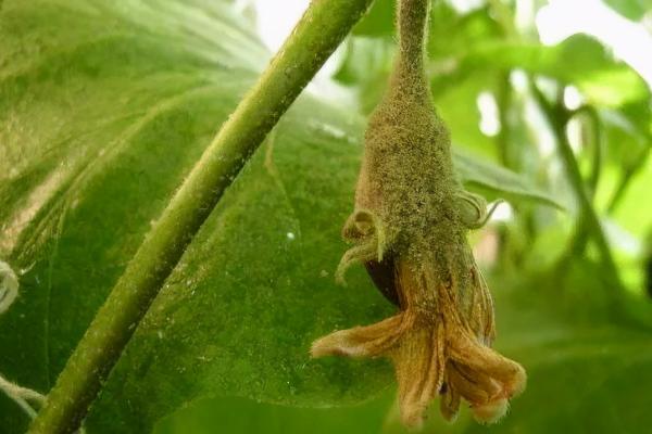 茄子灰霉病怎么防治，可种植“承茄1号”等抗病品种