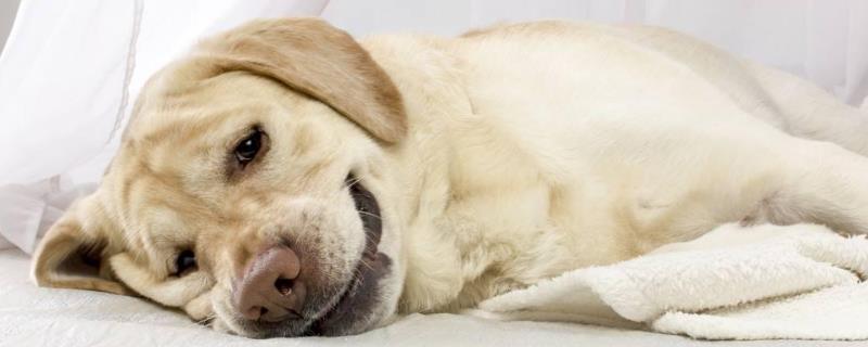 狗狗为什么会干咳，可能是喉咙被卡住等原因所导致