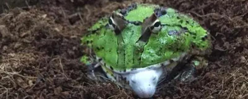 角蛙不增温如何过冬，可提供干燥环境让它们冬眠