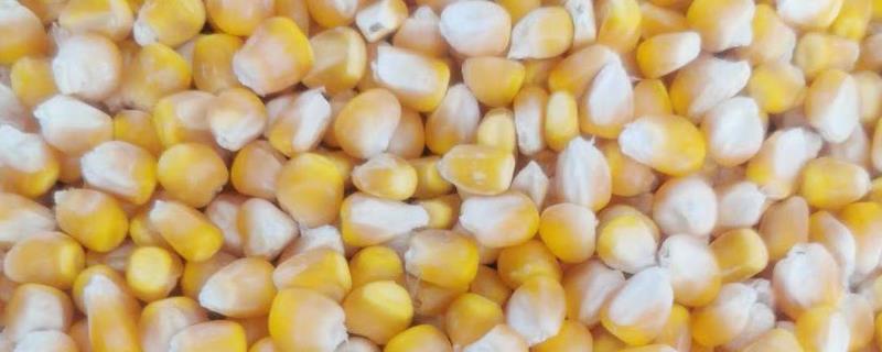 玉米种子如何选取，以“三证”、“一照”齐全的单位购买为宜