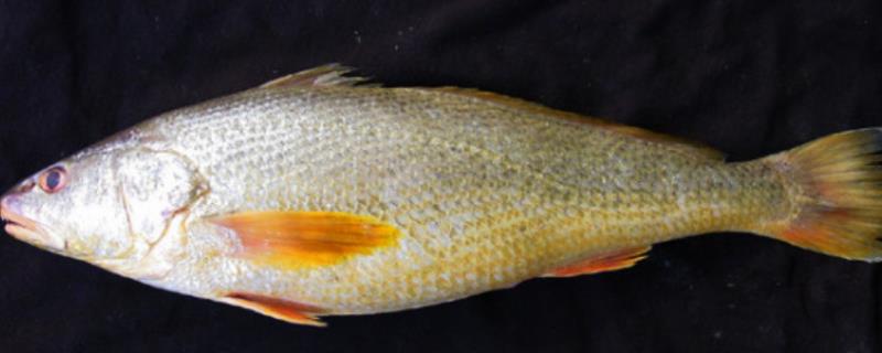 黄唇鱼和黄花鱼有什么区别，黄花鱼尾巴细长鳞片略小、黄唇鱼体型较大体背棕黄