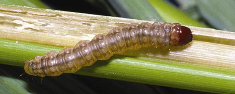 怎么分辨玉米螟，幼虫呈圆筒形、后胸背面具有毛瘤