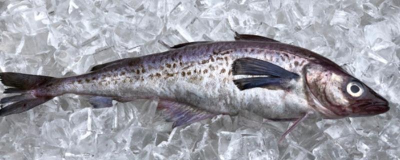 狭鳕鱼和鳕鱼有什么区别，鳕鱼是鳕科鱼类的统称、狭鳕鱼是指明太鱼