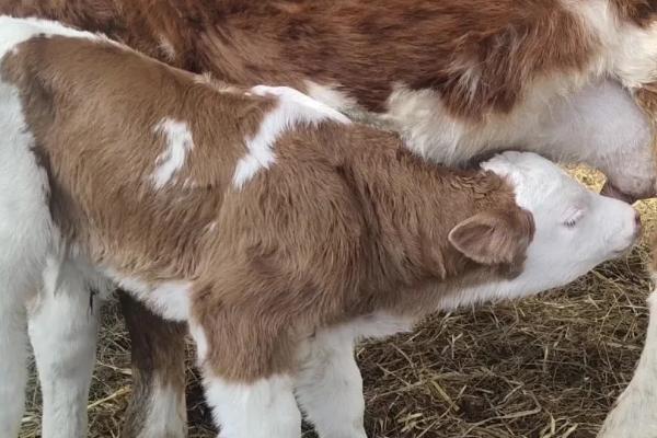 新生牛犊几个小时喂一次奶，一般3-4小时吃一次奶