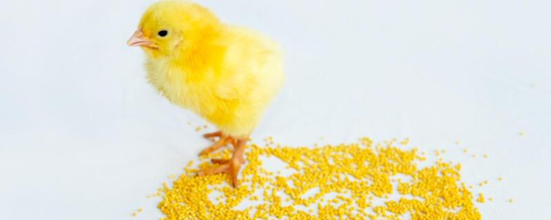 小鸡能不能吃小米，需要经过浸泡才能饲喂