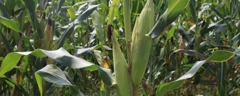 玉米对肥料的反应，缺氮时叶片卷缩、基部逐渐失绿干枯