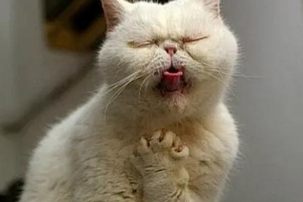 猫咪咳嗽的原因，需分清病理性和非病理性咳嗽