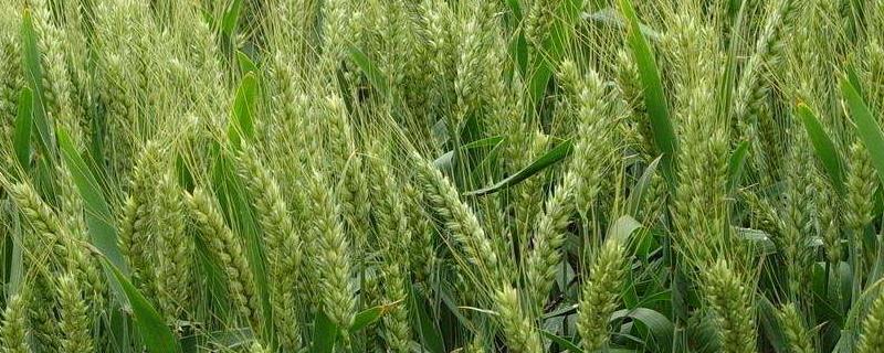 小麦何时拔节，可通过剥查麦苗主茎基部节间是否拔长来判断