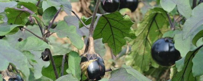 茄子萼裂果的原因，通常是生长调节剂用量过大引起的