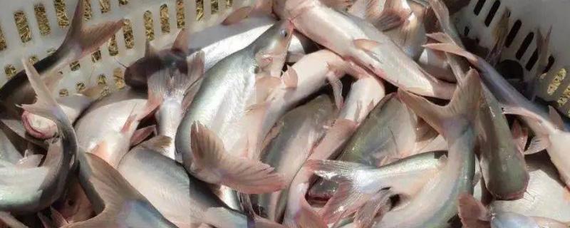巴沙鱼是不是淡水鱼，是东南亚国家重要的淡水鱼种