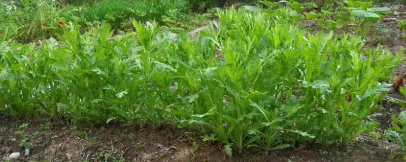 种植茼蒿适合用什么土壤，需满足深厚肥沃、疏松透气等条件