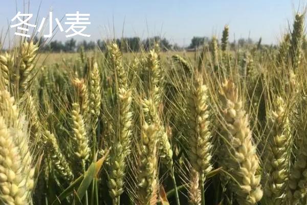 春小麦常见病虫害及防治方法，需对症下药