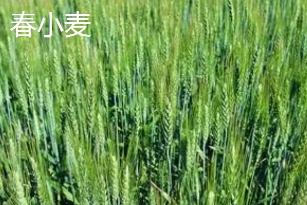 春小麦常见病虫害及防治方法，需对症下药