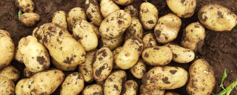 马铃薯高产要点，块茎形成期要注意追施高氮高钾肥料
