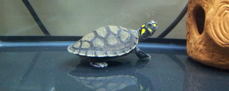 黄头侧颈龟怎么分公母，可观察其腹部、尾巴和泄殖孔