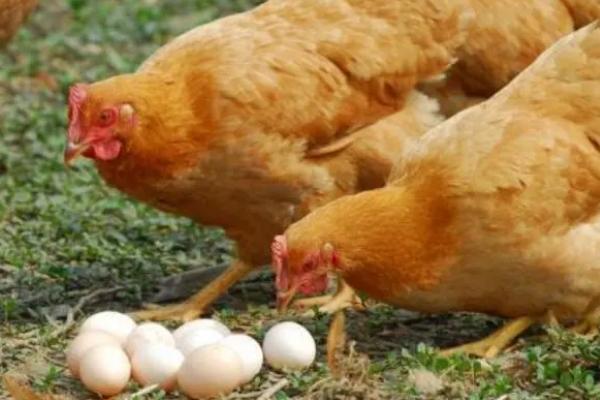 母鸡过多久才能下蛋，破壳后需经过90-210天左右才能生产