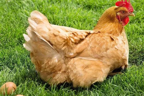 母鸡过多久才能下蛋，破壳后需经过90-210天左右才能生产
