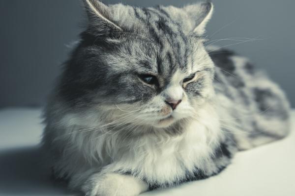 猫咪呕吐什么原因引起的，毛球症、体内寄生虫、猫瘟等都会导致