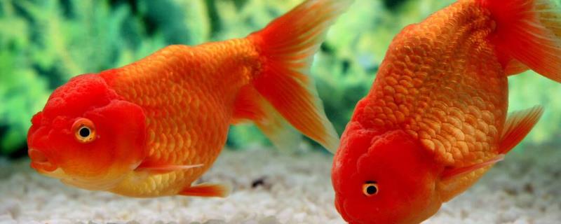 金鱼患上失鳔病的原因，可能是水中缺氧、氨氮含量超标等因素所导致