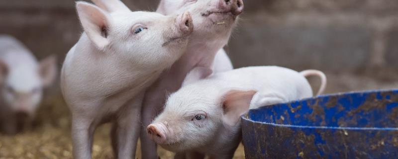 小猪不爱吃食怎么办，可尝试改变饲料或药物干预