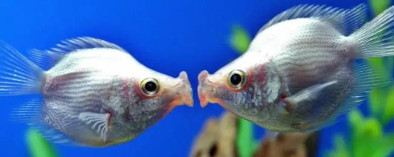 接吻鱼为何要亲亲，其实是在互相争斗