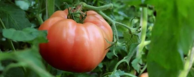 番茄出现空洞果的原因，可能是缺少肥水或授粉不良等因素所导致
