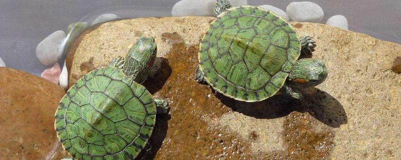 巴西龟能否不养在水中，属于半水栖动物、只能短时间离开水