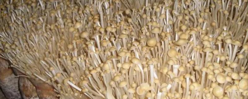 培育金针菇有哪些杨树副产品配方，可将杨树皮屑、棉籽壳作为主料
