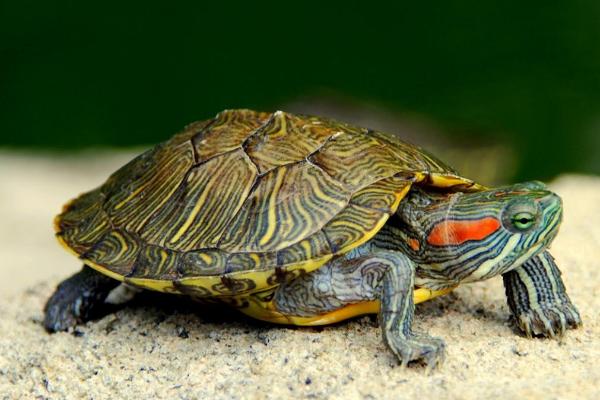 乌龟会不会脱壳，在受伤或缺水的时候会脱壳