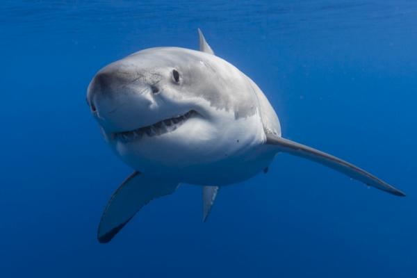 鲨鱼会不会攻击鲸鱼，通常不会做出攻击行为
