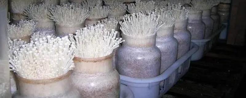 冬天能不能种植金针菇，一般要在大棚内种植