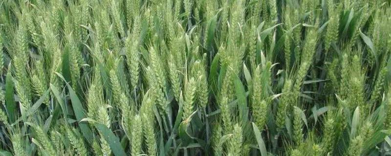 周麦32号小麦种简介，全生育期226-235.2天