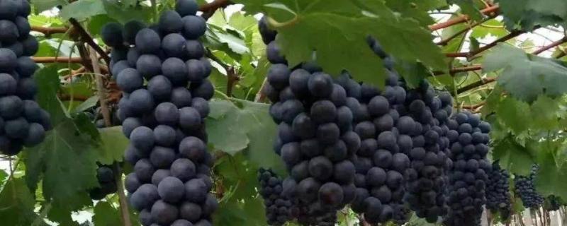 怎么提高巨峰葡萄的品质，可采取疏花疏果、果实套袋等措施