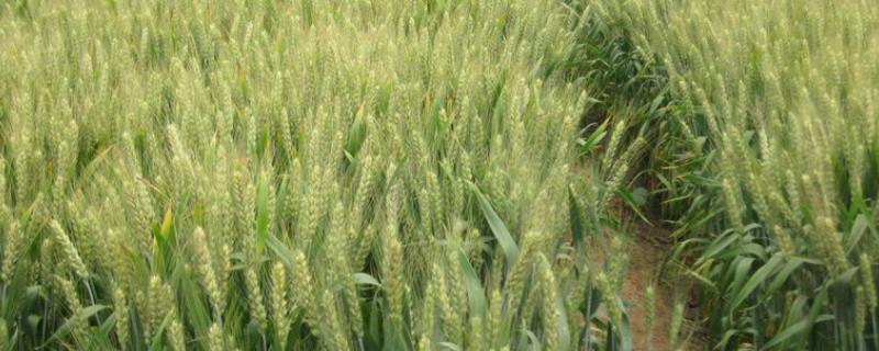 山农22号小麦种简介，适播期为10月5-10日