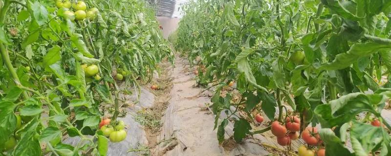 番茄大棚栽培技术，通常于2月下旬至3月中旬定植